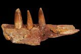 Spinosaurus Jaw Section - Composite Teeth #110475-4